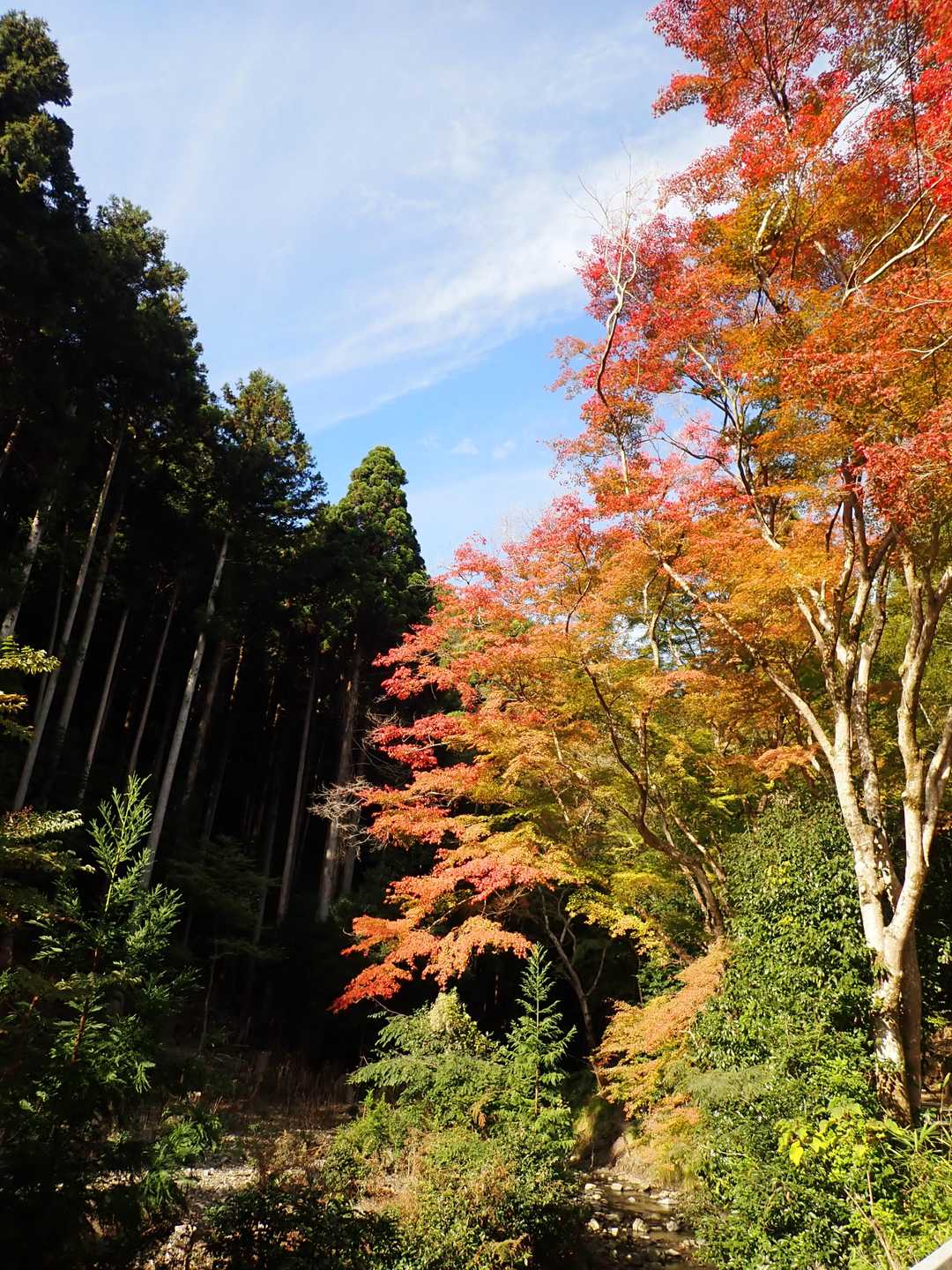 山科聖天近くに紅葉が美しい木が1本
今日いちばんかも･･･の予想はあながち外れていなかった