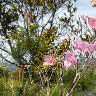 天狗岩の近くにアケボノツツジが咲いていました
のんびり下山して、矢筈岳に向かいます
2つの登山口間は遊歩道（九州自然歩道）でつながっています