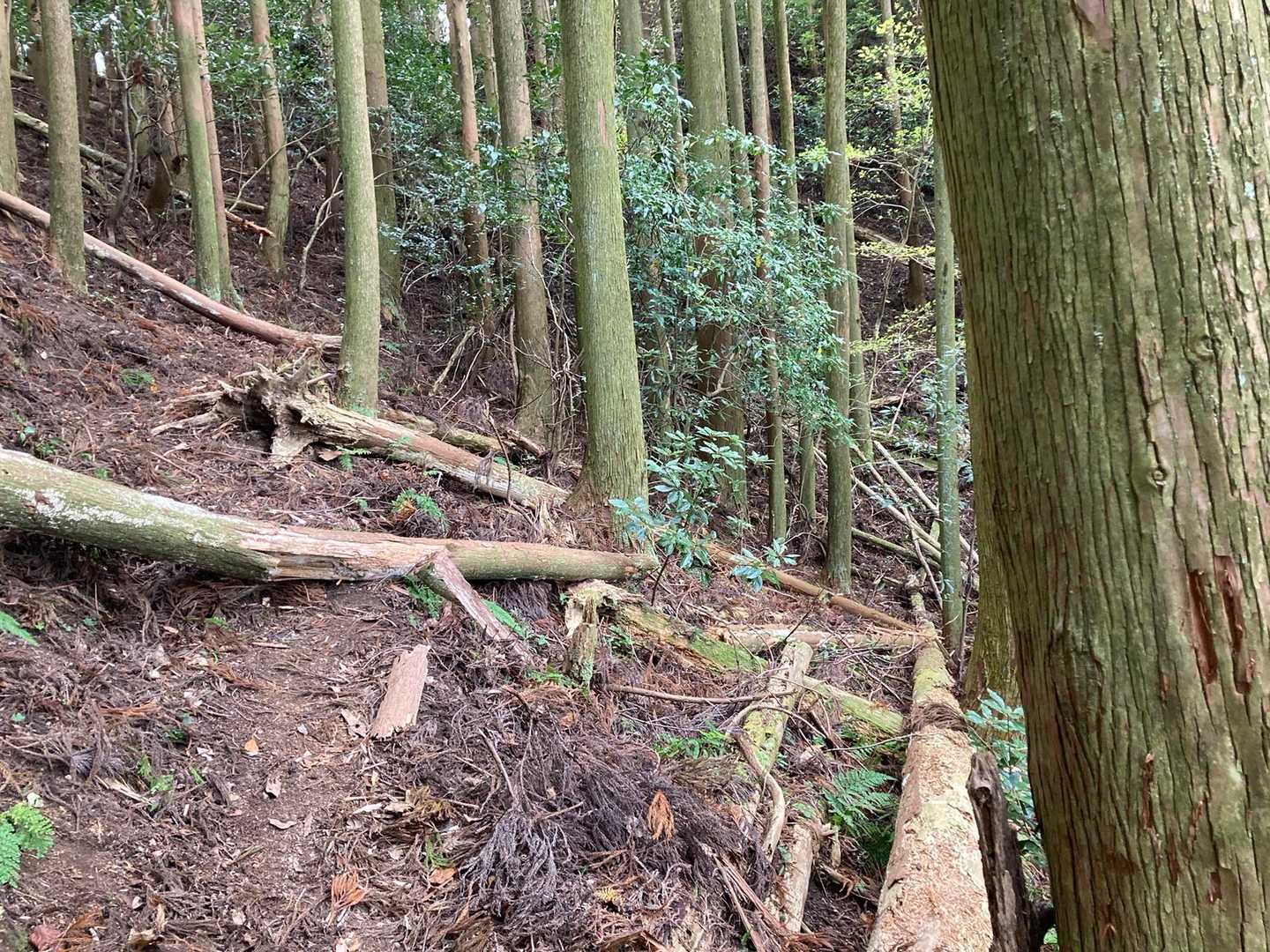 すると、倒木だらけの針葉樹林帯へ。心地よい風が汗をかいた頬に冷たく感じます！