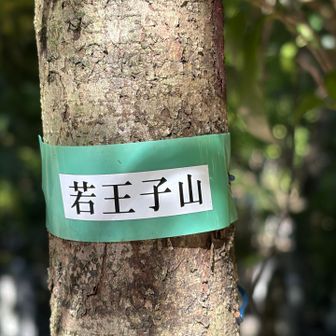 若王子山⛰️

山頂には新島襄さんと八重さん夫妻が眠る『同志社墓地』がありました🪦
私達が山頂到着時に『中学から同志社に通ってたので新島襄先生のお墓参りにきました』という男性にお会いしました👨