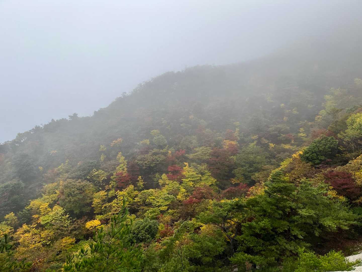 ガスってるけど紅葉は真っ盛り🍁
赤い羊は見れなかったけど、ここの景観は素晴らしかったな😊
