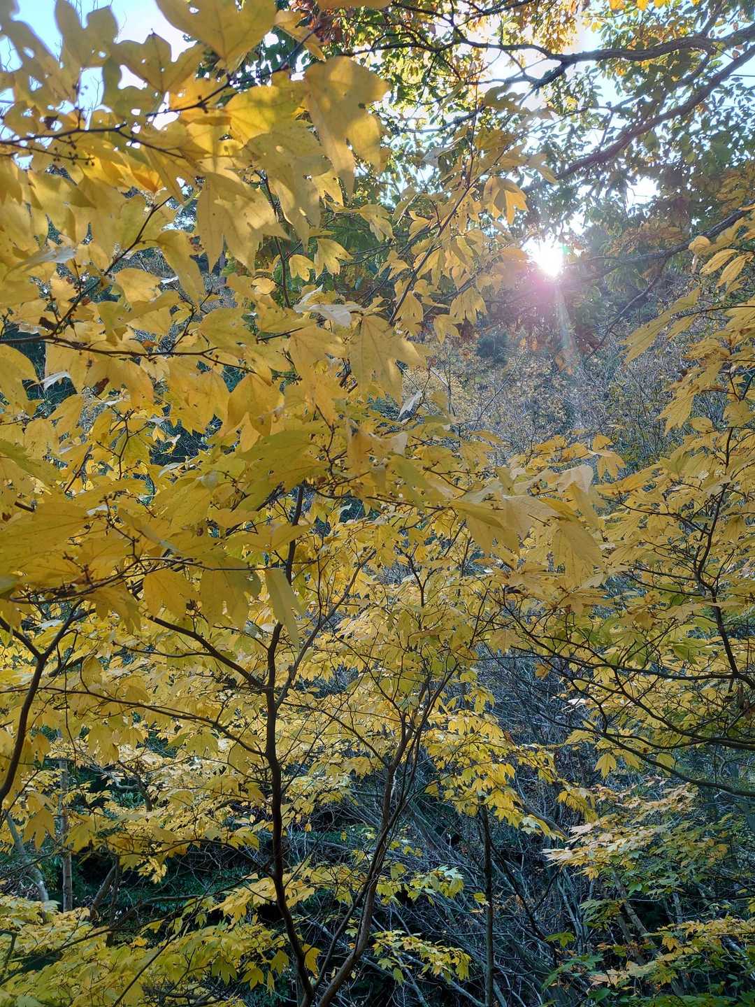 朝明登山口-中峠-金山-羽鳥峰 往復コースの写真