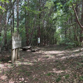登り切ったらすぐ頂上😵🌿