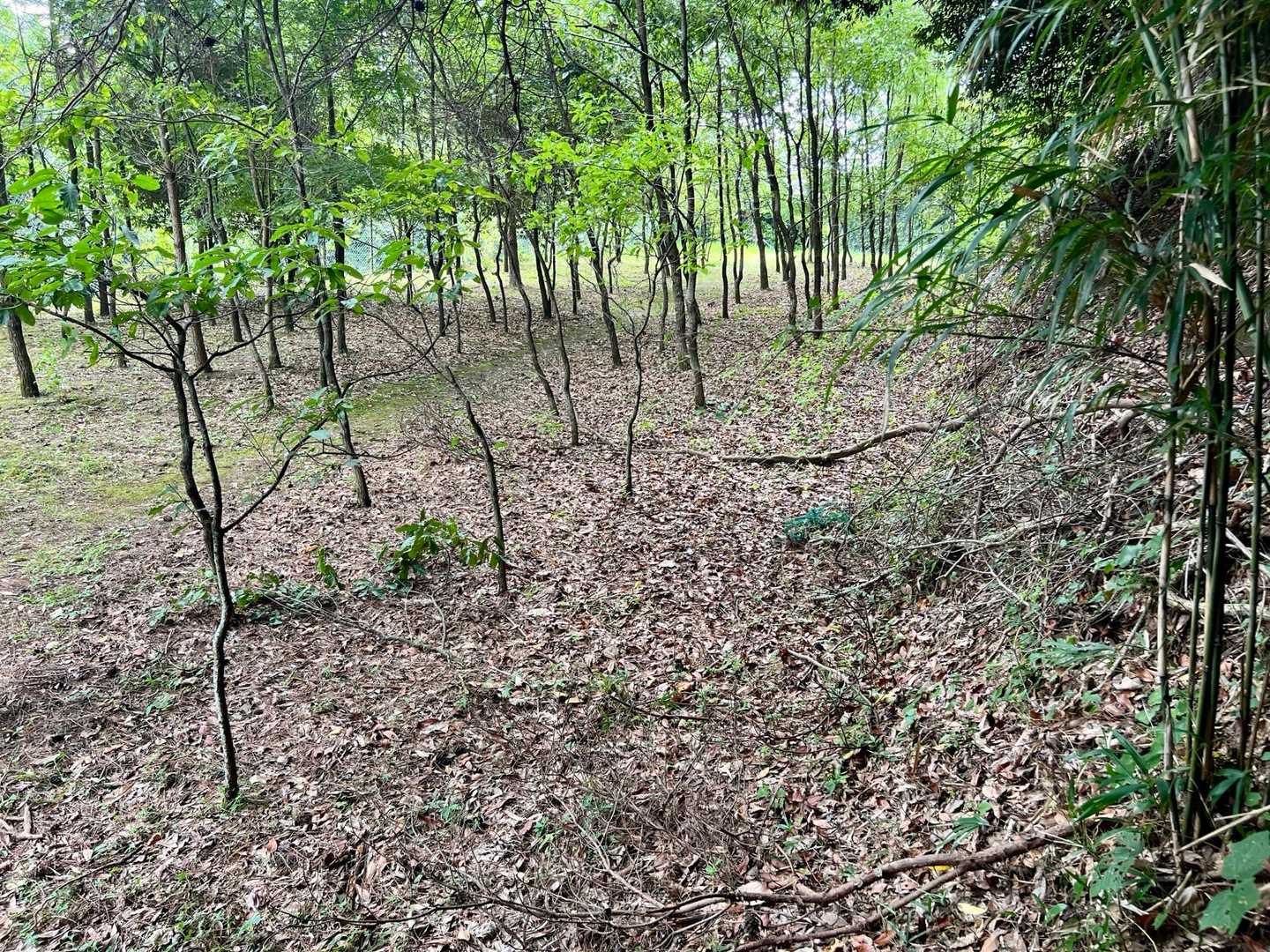 復路は鐘撞堂に行かずに少しショートカット。
