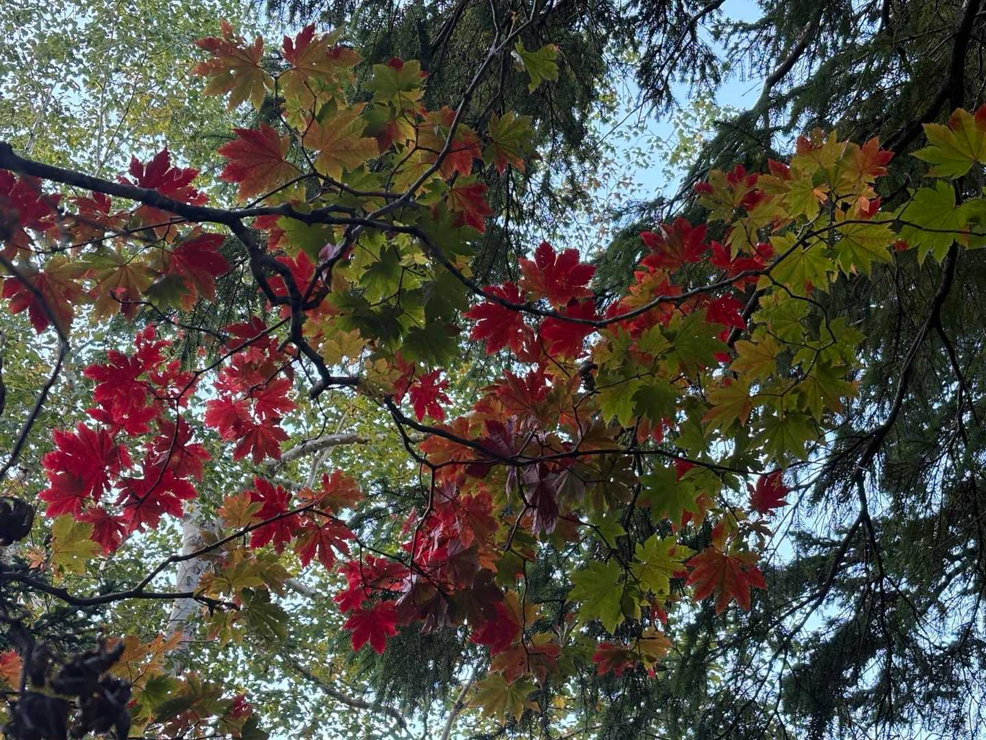 紅く色づき始め、コントラストが素敵❤️💚