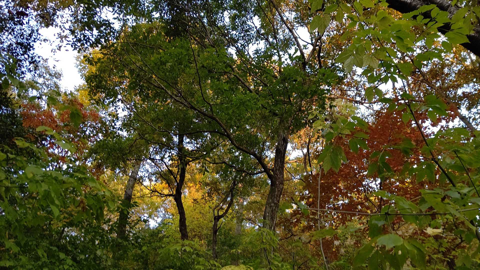 🍁🍁