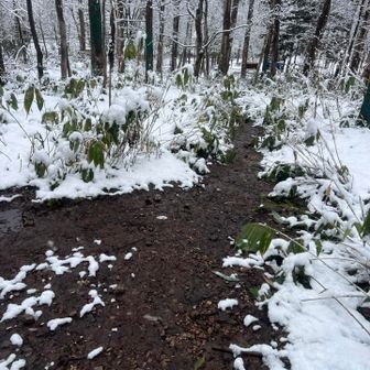 北邦野草園までは人が歩いているので土が見えています