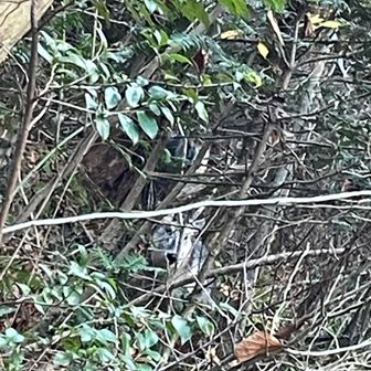 鹿狼山だけにニホンカモシカ