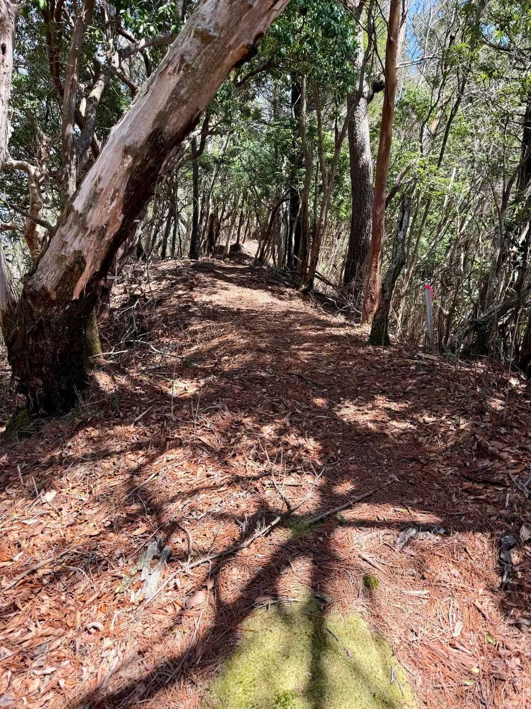 急登続きの山ですが、つかの間のシアワセ区間も用意されています。