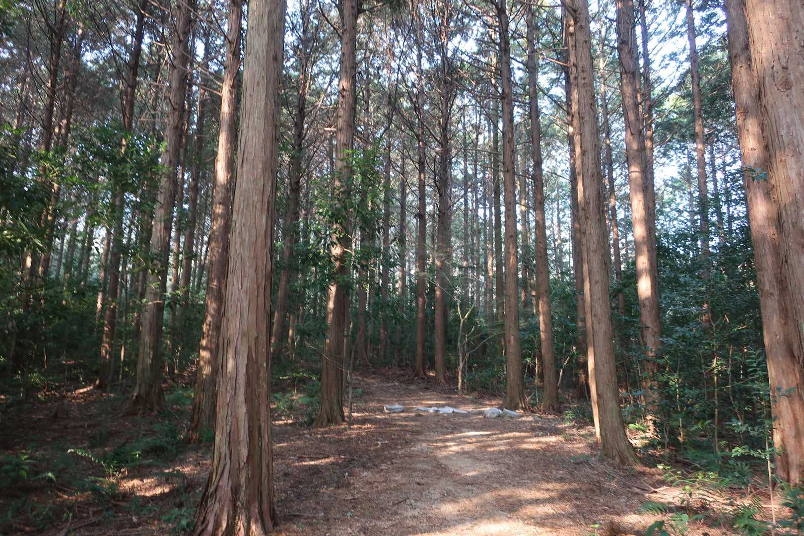 初めは杉林