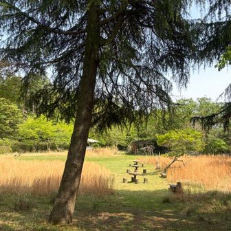 ヤング広場の芝生とヒマラヤスギ🌲