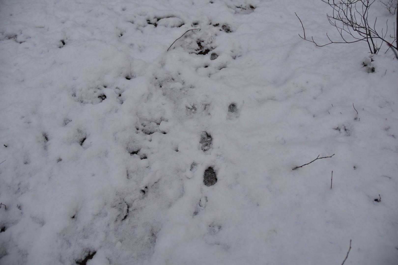 先行者はうさぎ