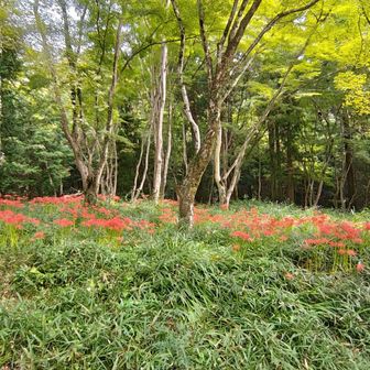 彼岸花が咲き出したら健康診断目前。
頑張って体重落とさないと〜