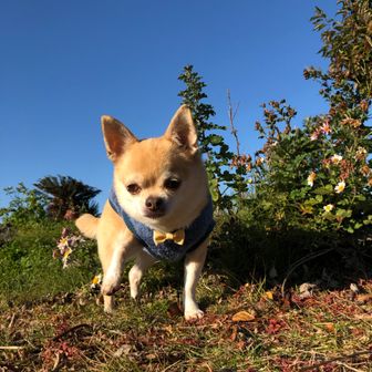 crosstimoくろすてぃも