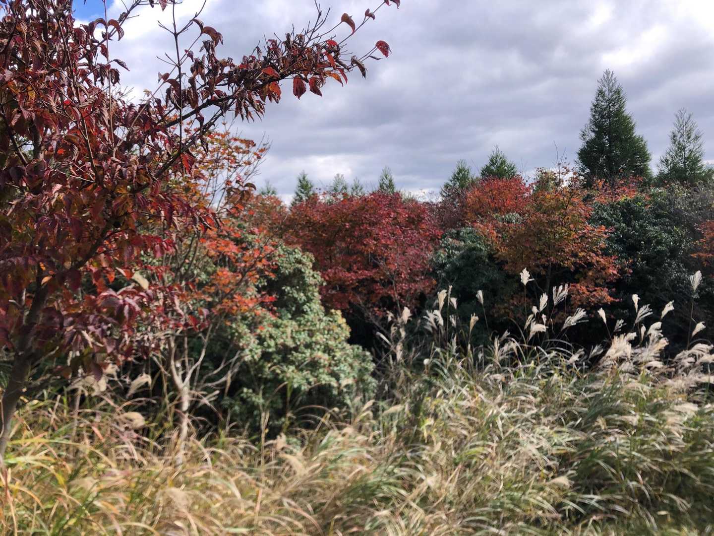 紅葉🍁