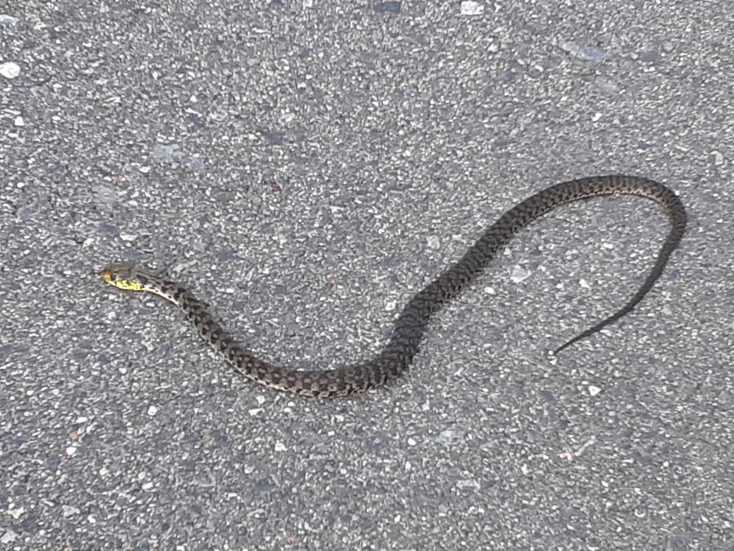 車道にヤマガカシ❗
動かない…
轢かれたようでもないが…