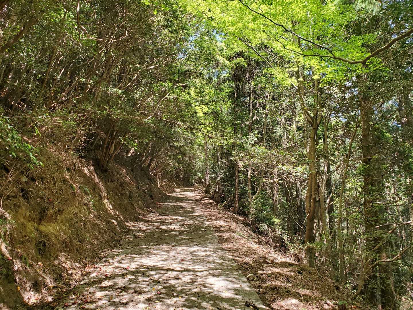 ひたすらのぼりですが、ほとんど舗装路(舗装路に落ち葉、土が堆積)でした。