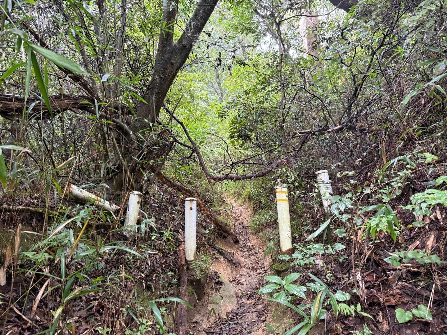 狭い山道を進んで