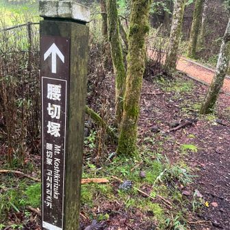 先ずは腰切へ。