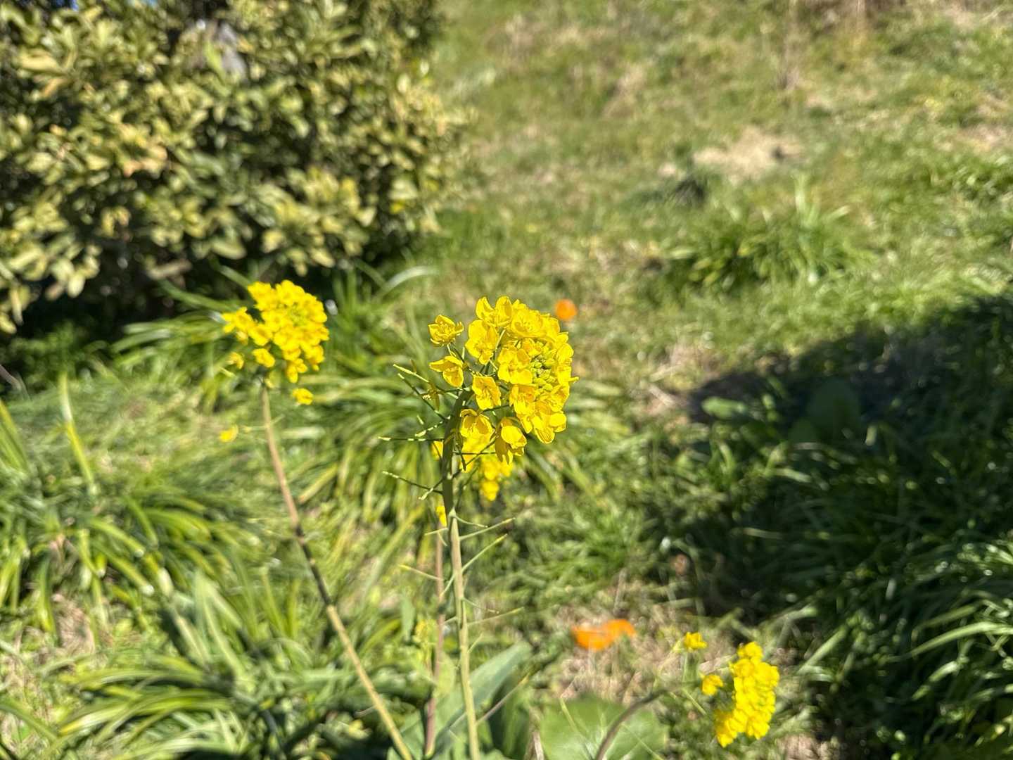 菜の花も