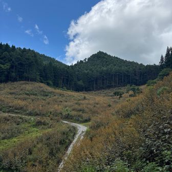 ここは道が分からない。崖っブチのようなところに出てきた。ここは無理降りれない。