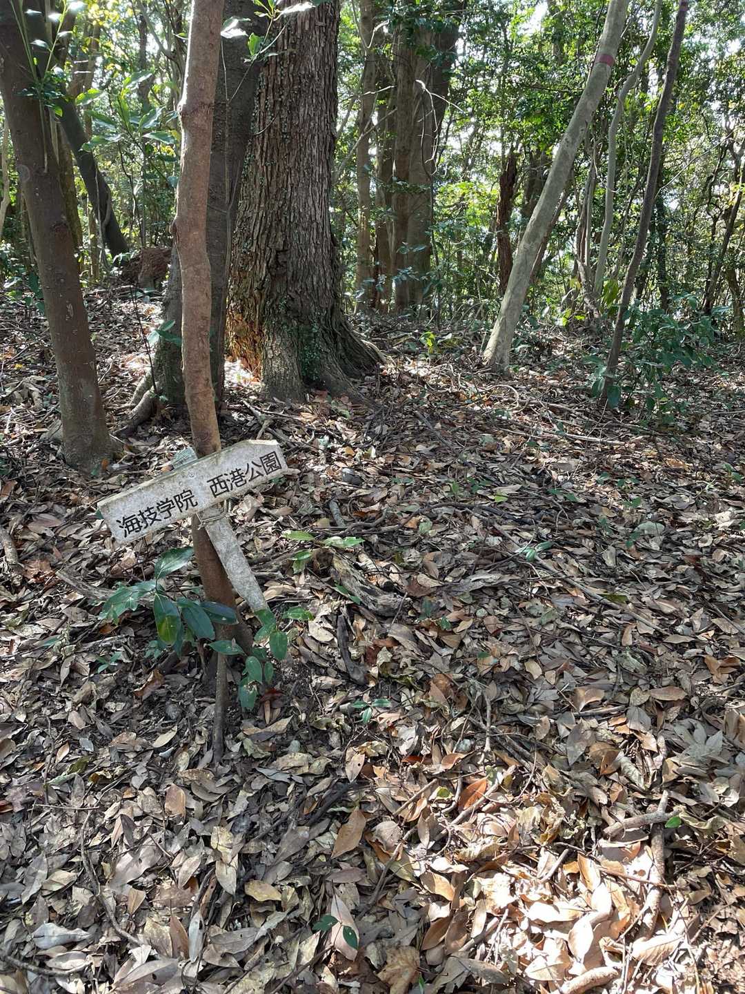 三角岳-天翔台-天翔台登山口 縦走コースの写真