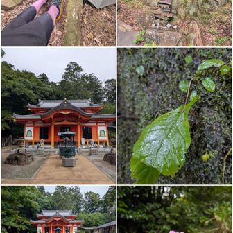 吾孫子の峰。

黒八大明神。
此処から女郎蜘蛛に巣の張り方を指導。ちょっと来ないと直ぐに無法地帯。

中山寺奥之院は雨上がり。

ツインズイワタバコ妹も旅立っていた。

アレチヌスビトハギ。