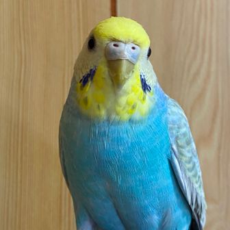 ちりん♫＠連投マジ堪忍。