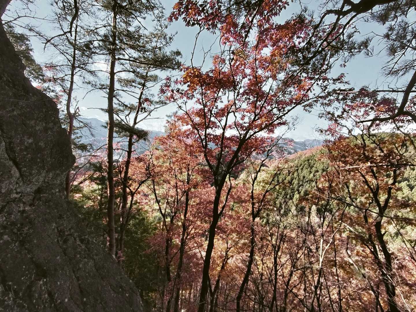 枯れかけた紅葉も陽が当たれば綺麗🤣