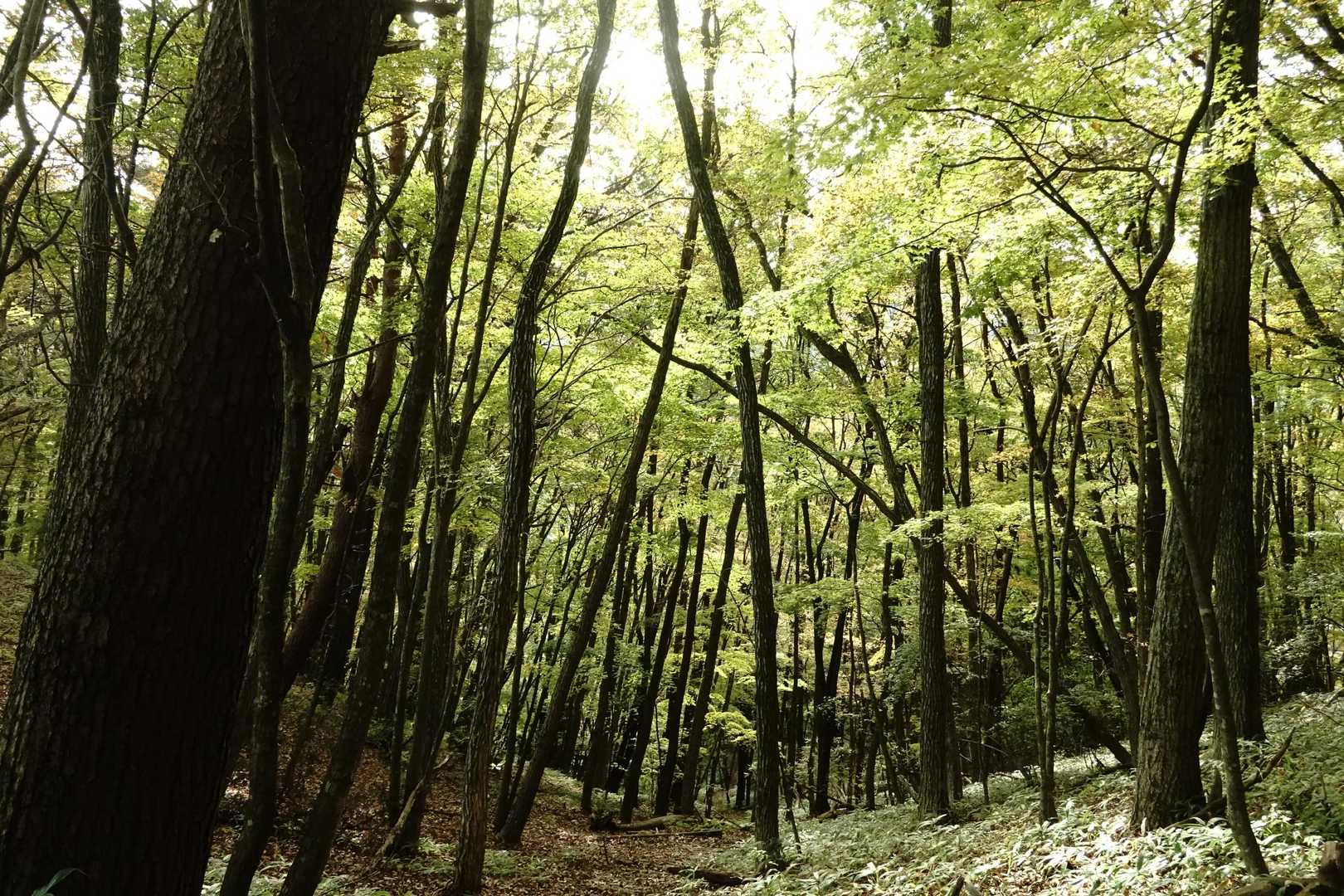王城山神社-王城山-王城山神社奥宮-赤岩峠-高間山 往復コースの写真