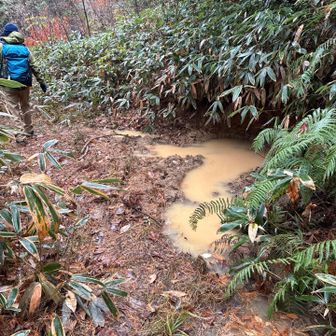 🐗のぬた場ふたたび