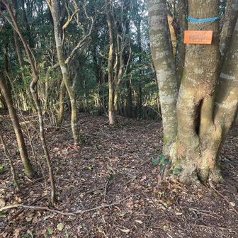林道を避けて登山道を登っていくと栃谷山に到着。山頂前の急登がないので見落としそうになりました