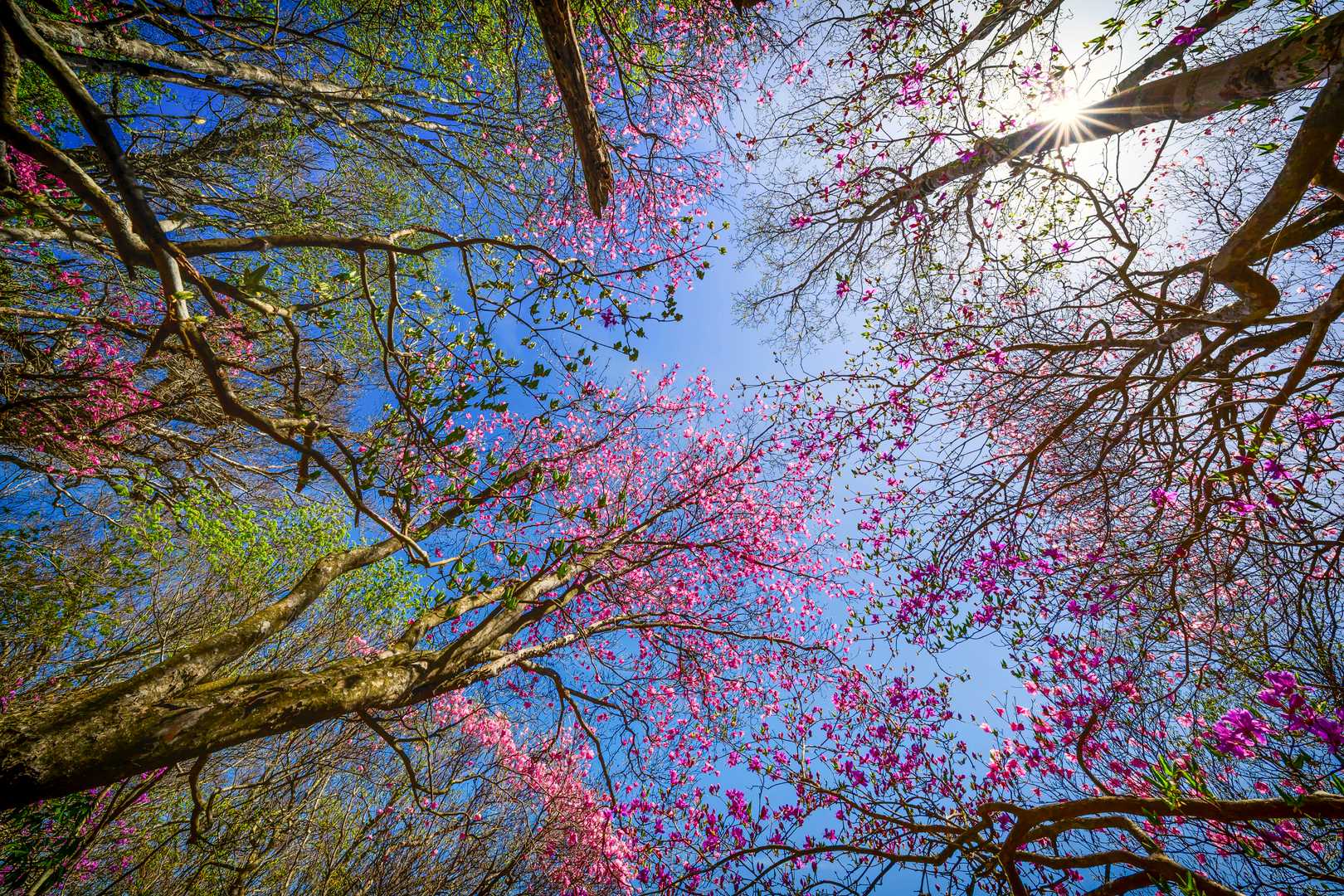 見上げて　🌸🌸🌸