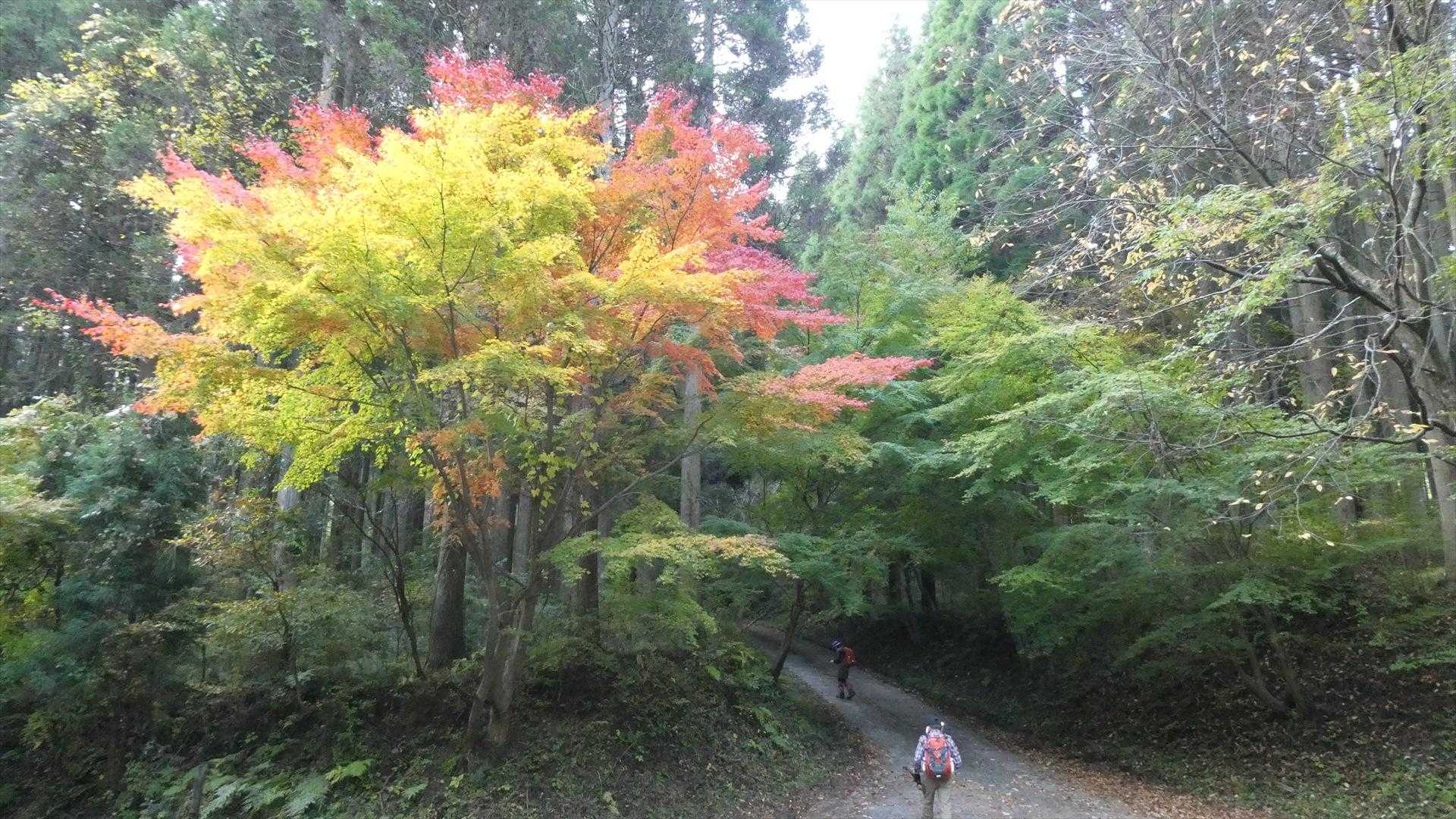 緩木神社駐車場前の大規模林道宇目小国線沿いの登山口をスタート
五輪塔に立ち寄り緩木山に向かう