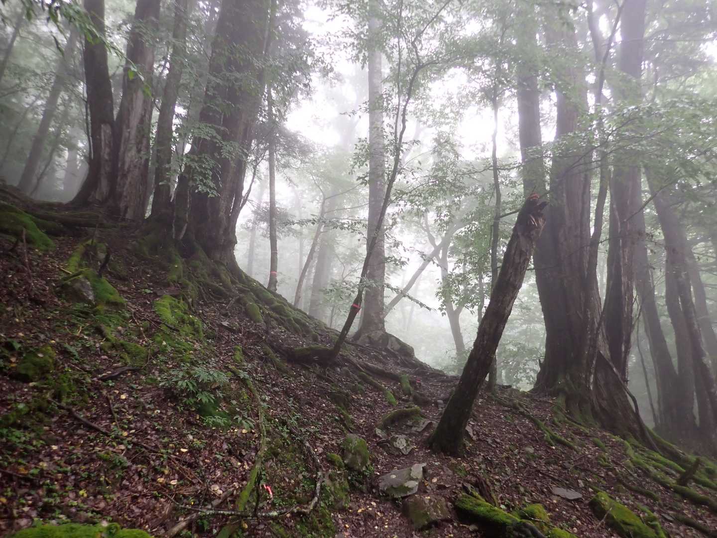 激下りだったり平坦だったり高巻きだったり，変化のある延々と長い下りだった。