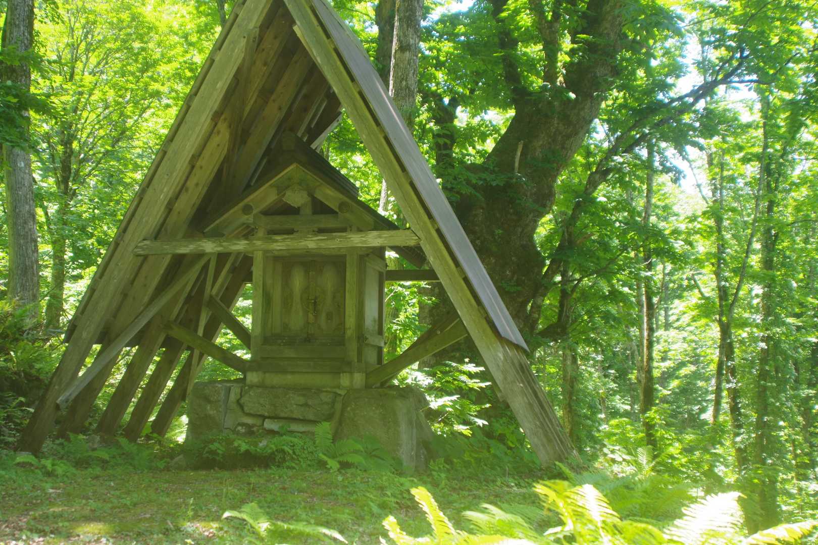 大栃の木まで来ました。お社の向こうにドンと。