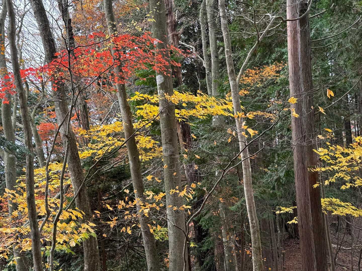 駒ヶ原登山口-鷹ノ巣山 往復コースの写真