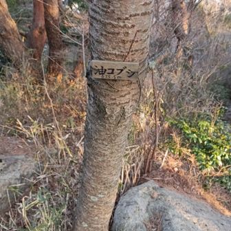 油コブシ山頂にゃ