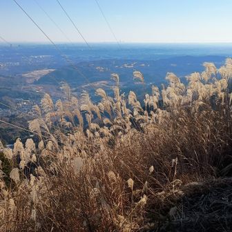 ススキと横浜方面