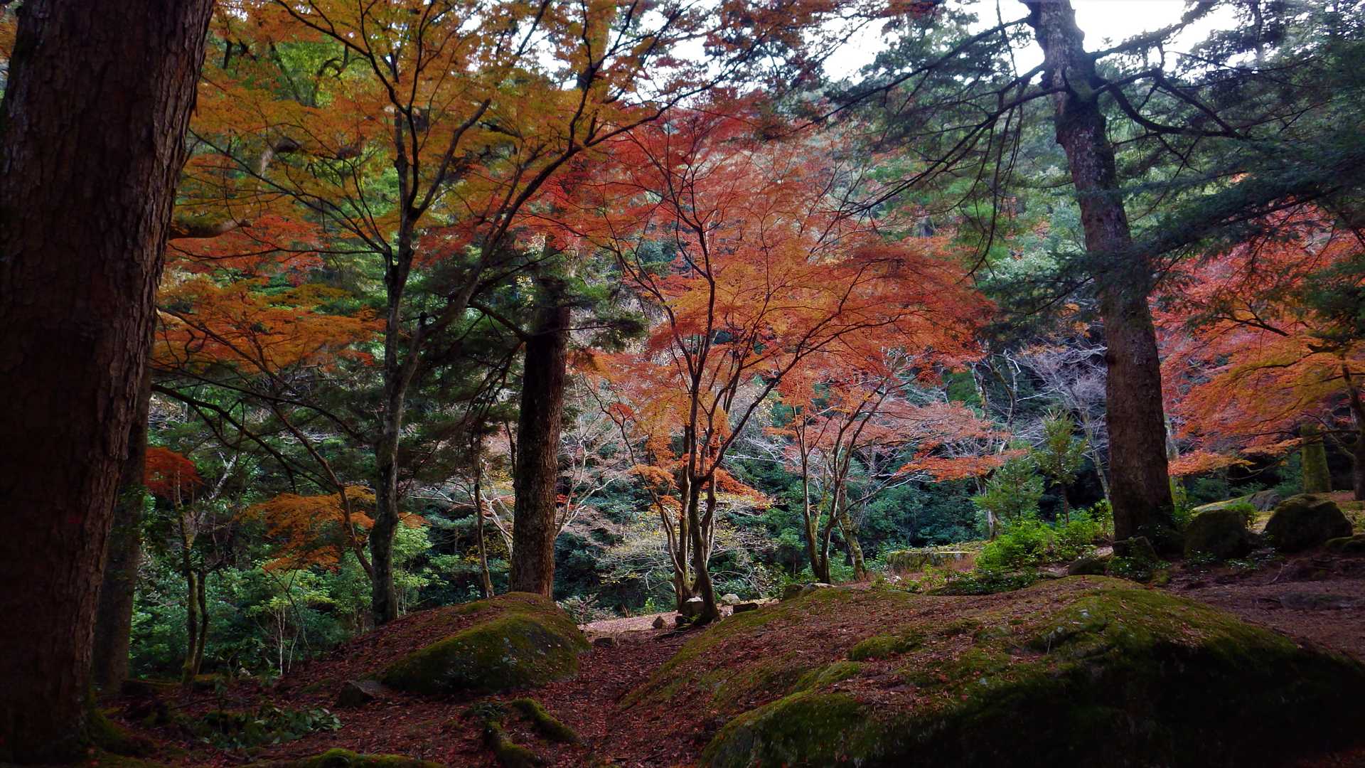 弥山登山道入口-紅葉谷橋-弥山-駒ヶ林-弥山登山道入口　- 周回コースの写真