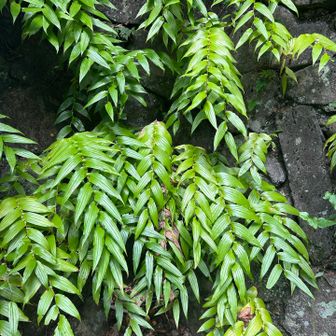 天上寺さんに寄ってみました
キイジョウロウホトトギス（紀伊）
まだ蕾も出ていません