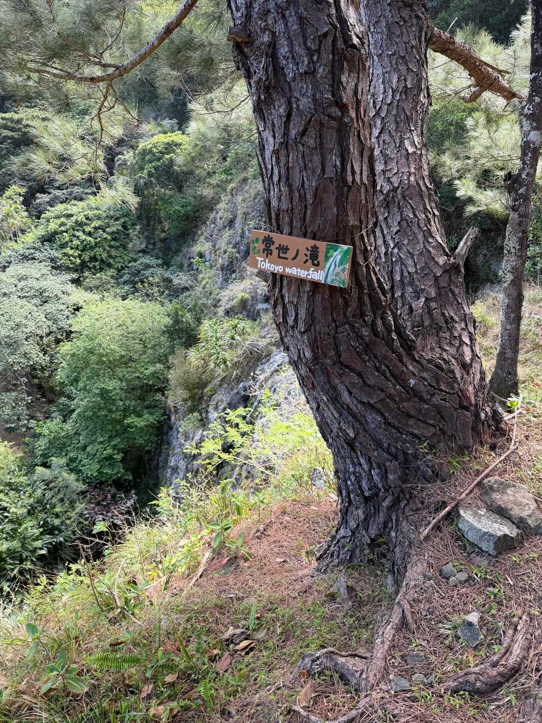 衝立山 往復コースの写真