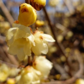 とても良い香り