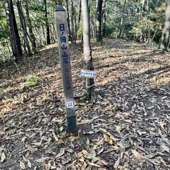 日ノ岡山の稜線に出るのに荒れた道を直登