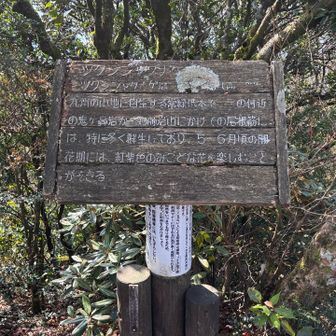 どうやらツクシシャクナゲの説明のよう。鬼ヶ鼻岩の辺りはこのシャクナゲの自生地とのことです。