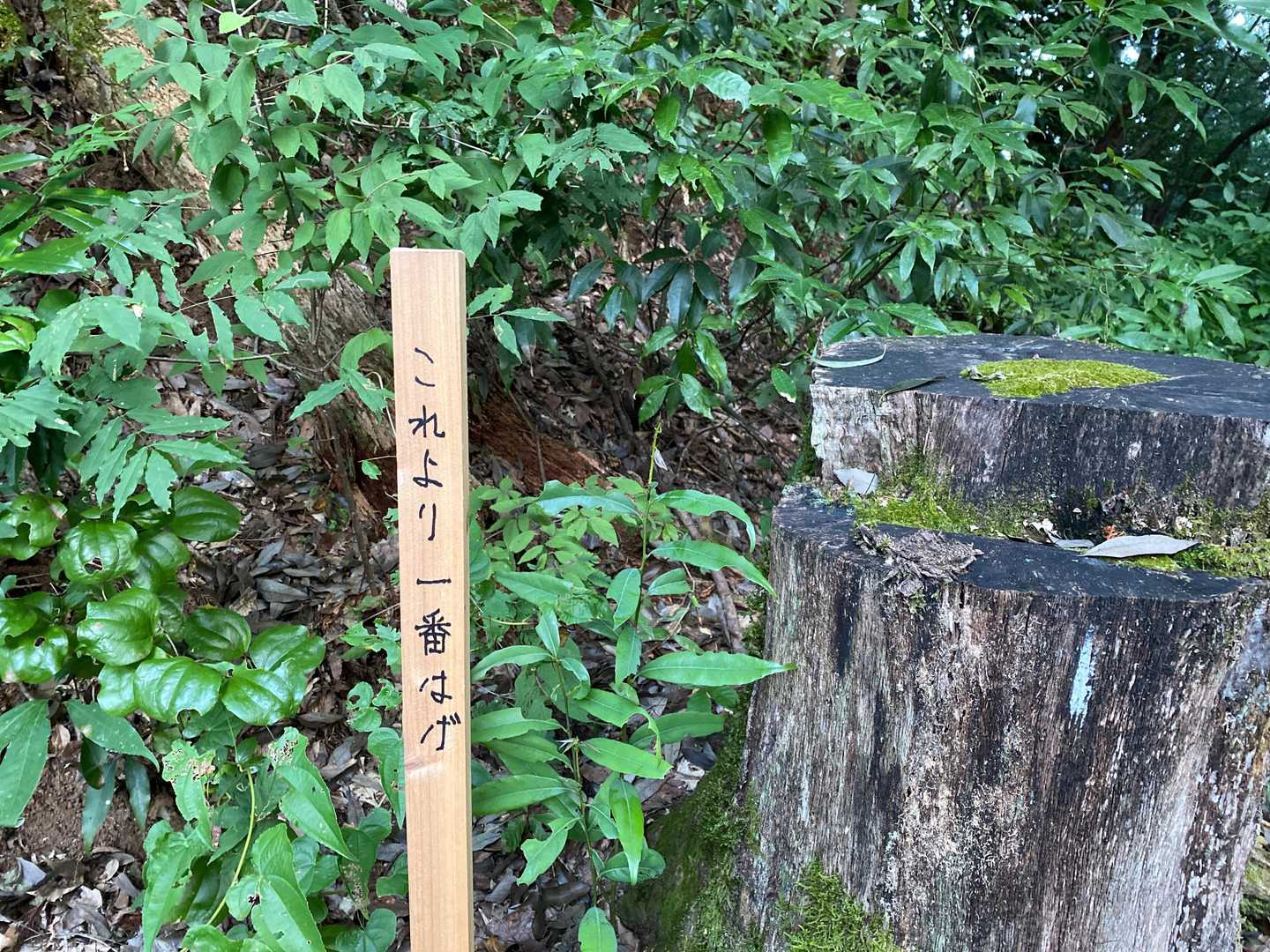 一番はげ？