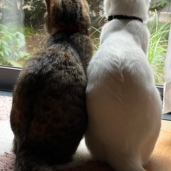 シロとチャイロ