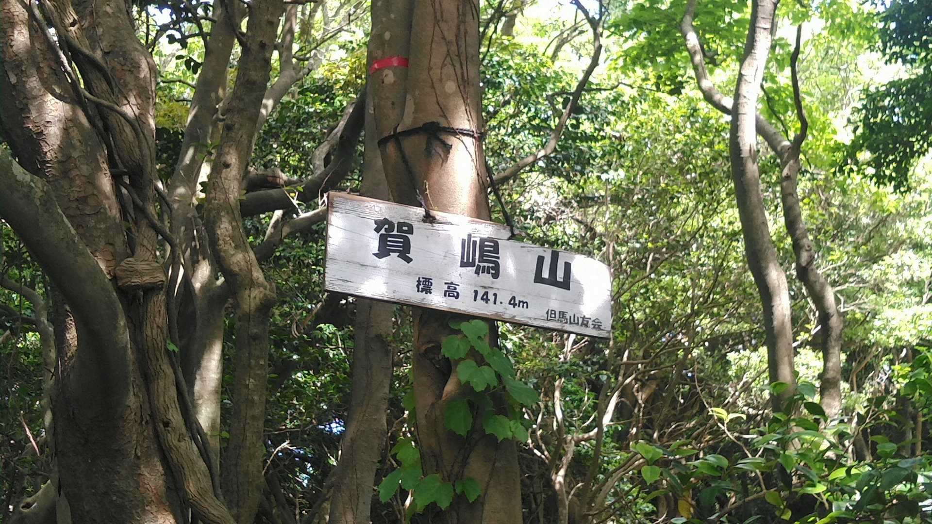 この山を越えて灯台を目指しますよ