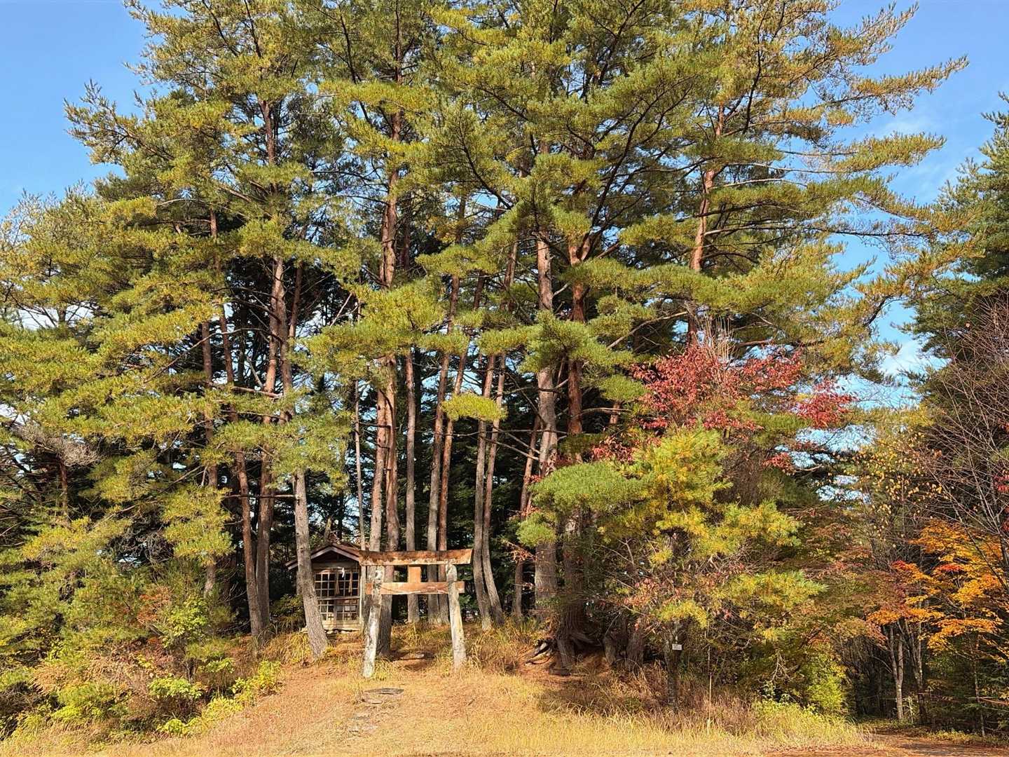 最大の特徴であるトサカは鋭角に⛩️迄