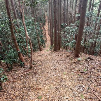 奥武蔵あるある😱
急登からの急降下⤵️
急降下からの急登⤴️
無限ループ♾️